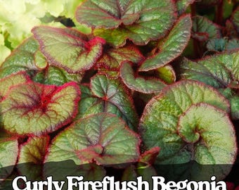 25 Seeds Curly Fireflush Begonia Seeds Unique Ornamental Foliage Plant | Indoor or Outdoor Garden
