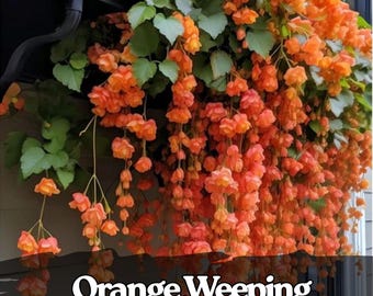 25 semi di begonia piangente arancione con fiori a cascata / semi di fiori da giardino in cesti appesi e contenitori