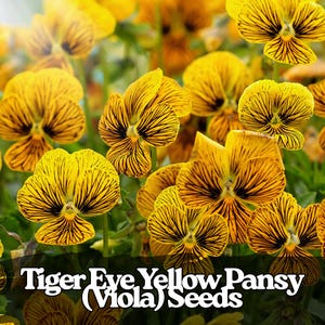 Puede incluir: Primer plano de flores de pensamiento amarillo Tiger Eye (Viola). Los pétalos de color amarillo brillante están marcados con rayas de color marrón oscuro que irradian desde el centro. La imagen es un primer plano de varias flores en plena floración, con un fondo borroso.