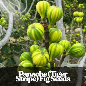 May include: Close-up of a fig tree branch with multiple Panache (Tiger Stripe) figs. The figs are a mix of green and yellow stripes. The text "Panache (Tiger Stripe) Fig Seeds" is at the bottom of the image.
