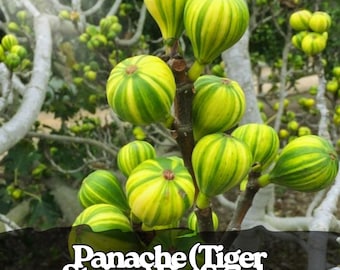 100 semi di fico tigre Panaché: raro albero da frutto striato