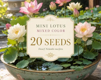 20 Mini Lotus Seeds | Mixed Color Dwarf Nelumbo nucifera | Container Water Garden Flower Planting