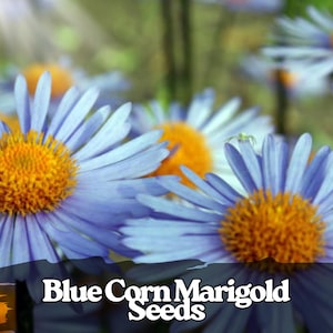 Könnte beinhalten: Nahaufnahme von blauen Kornblumen mit leuchtend gelben Zentren. Die Blütenblätter haben einen sanften Blauton. Der Text "Blue Corn Marigold Seeds" wird unten im Bild angezeigt.