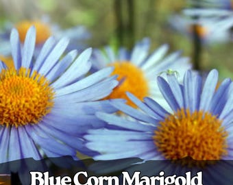 25 semi di fiordaliso blu, semi di fiordaliso vibrante per giardino, bordure e giardini impollinatori