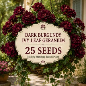 Semi di geranio edera color bordeaux scuro / Fioritura ricadente per cesti appesi