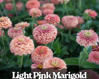 25 semi di tagete rosa chiaro: Tagetes Erecta Pastel Blooms