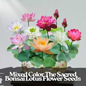 15 Mixed Lotus Seeds – Ornamental Water Lily for Ponds