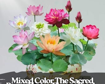 15 gemischte Lotus Samen - eine dekorative Seerose für den Gartenteich