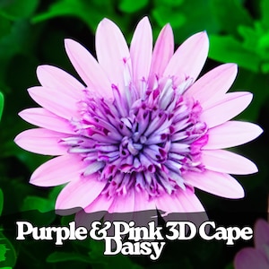 Puede incluir: Primer plano de una vibrante flor de margarita del Cabo 3D púrpura y rosa. Los pétalos son de un rosa suave, que rodean un núcleo central de púrpura intenso y blanco. La flor se encuentra sobre un fondo verde borroso.