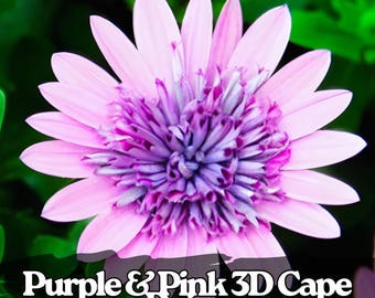 50 Seeds Purple & Pink 3D Cape Daisy Unique Osteospermum Flower Seeds for Garden Pots