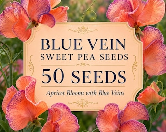 Blue Vein Sweet Pea Seeds, Apricot Orange Climbing Vine Flowers, 50 Seeds