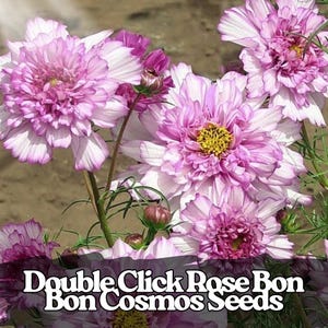 May include: Close-up of Double Click Rose Bon Bon Cosmos flowers. The flowers are a mix of white and pink, with a yellow center. The image also shows buds and green stems. The text "Double Click Rose Bon Bon Cosmos Seeds" is at the bottom.