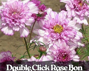 200 Double Click Rose Bon Bon Cosmos Seeds: Frilly Pink Blooms