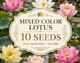 Mixed Color Lotus Seeds | Aquatic Flower Plant (10 Seeds)