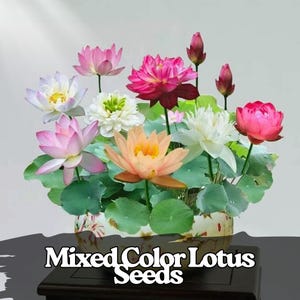 10 Mixed Color Lotus Seeds | Pond Aquatic Plant, Non-GMO