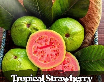 50 Tropical Strawberry Guava Seeds – Organic Pink Guava Variety
