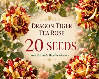 Dragon Tiger Tea Rose Seeds | Fragrant Red White Bicolor Heirloom Blooms (20 Seeds)