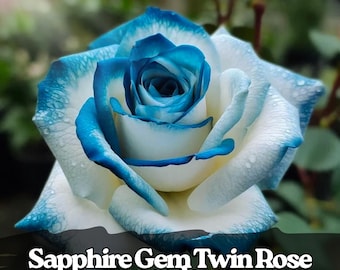 RARE Pink Blue ROSE Flower-gorgeous & Aromatic Plant -(2,10 ,20 or