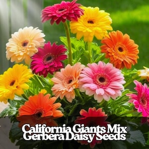 Puede incluir: Un vibrante ramo de margaritas Gerbera en varios colores, incluyendo amarillo, naranja, rosa y rojo. Las flores tienen centros oscuros y están rodeadas de follaje verde. El texto "California Giants Mix Gerbera Daisy Seeds" se muestra en la parte inferior.