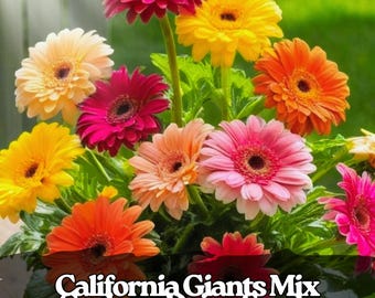 200 semi di gerbera margherita California Giants - Mix colorato