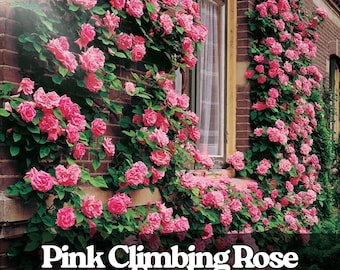 20 Pink Climbing Rose Seeds – Heirloom Non-GMO, Garden Vines