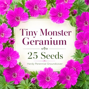 Tiny Monster Geranium Seeds, Hardy Pink Cranesbill Groundcover, 25 Perennial Flower Seeds
