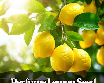 30 Perfume Lemon Seeds – Fragrant Citrus Bonsai Tree