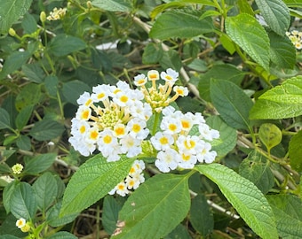 20 semi di Lantana Involucrata: Salvia selvatica nativa - Pianta impollinatrice