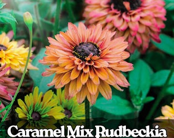 200 Caramel Rudbeckia Seeds | Autumn Black-Eyed Susan, Pollinator-Friendly