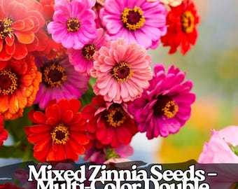 50 semillas de zinnia mixta – Flores dobles multicolores – Flores anuales fáciles de cultivar para jardín de verano y macetas