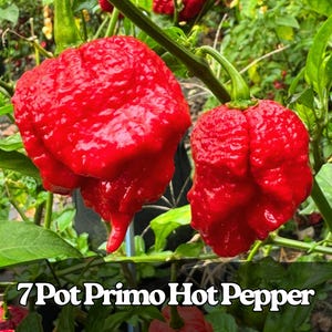 May include: Two vibrant red 7 Pot Primo hot peppers are shown, with a textured surface and a distinctive tail. The peppers are attached to green stems and surrounded by green leaves. The text "7 Pot Primo Hot Pepper" is displayed at the bottom.