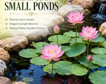 ミニハスの種20粒｜ミックスカラー矮性ハス（Nelumbo nucifera