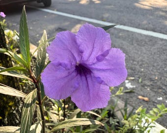 100 Fringeleaf Petunia Seeds: Blue-Purple Wildflower, Drought Tolerant