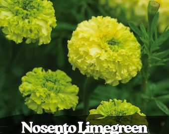 25 Seeds Nosento Limegreen Marigold Unique Green Bloom Flower Seeds for Garden & Border Planting