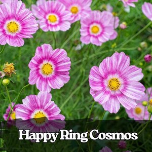 Può includere: Primo piano di vibranti fiori di cosmo rosa e bianco con centri gialli. I petali hanno un motivo a strisce. Il testo "Happy Ring Cosmos" è visibile nella parte inferiore.
