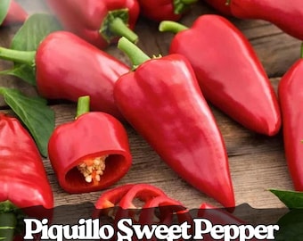 25 Seeds Piquillo Sweet Pepper Mild Heirloom Capsicum annuum Seeds for Garden & Container Planting