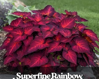 25 Rainbow Volcano Coleus Seeds: Colorful Foliage for Shade Gardens