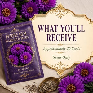 Product presentation showing approximately 25 Purple Gem Marigold seeds with a premium labeled seed packet.