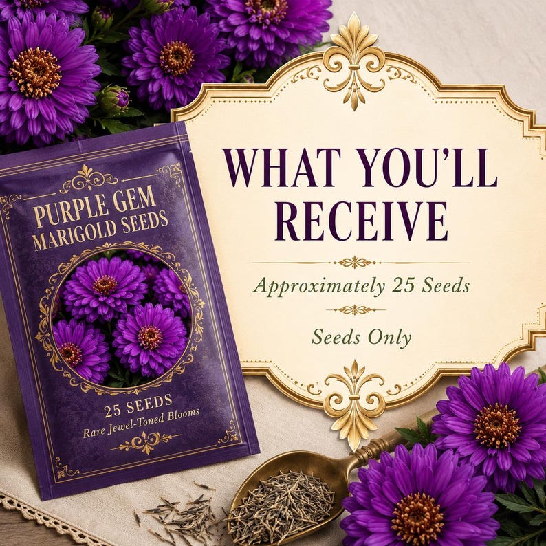 Product presentation showing approximately 25 Purple Gem Marigold seeds with a premium labeled seed packet.