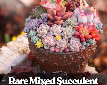 200 Rare Succulent Seeds – Colorful Indoor/Outdoor Garden Variety