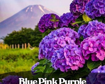 25 semillas de hortensia variadas – Flores perennes azules, rosas y moradas