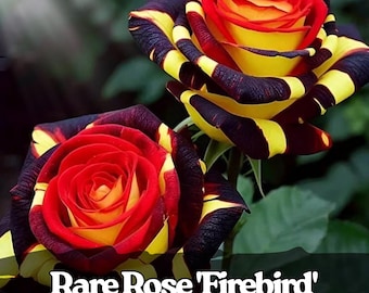 20 Sementes Raras de Rosa Firebird – Variedade Tradicional com Flores Vermelhas e Amarelas