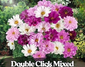 200 Double Click Cosmos Seeds: Mixed Colors, Frilly Blooms