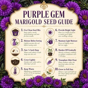 Illustrated Purple Gem Marigold seed-starting guide showing shallow sowing, warmth, light, moisture, hardening off, and full-sun planting.