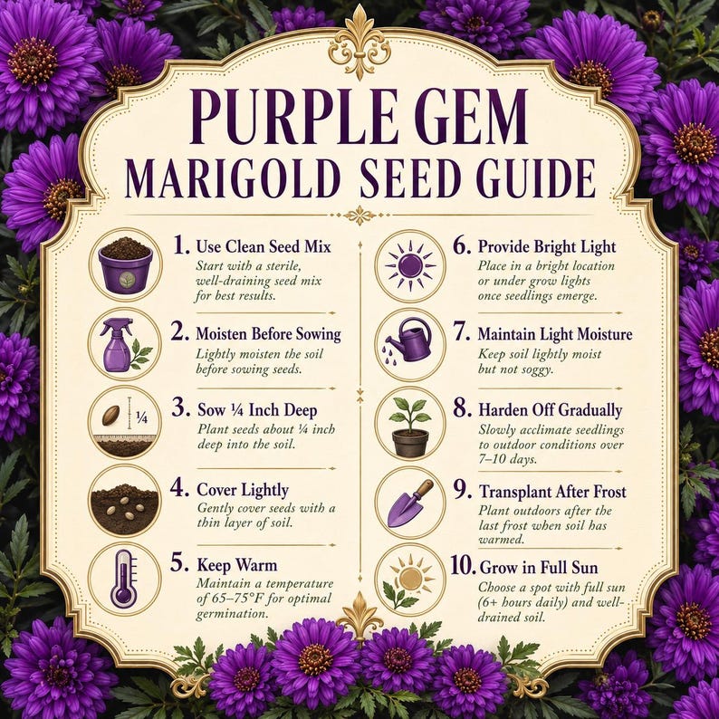 Illustrated Purple Gem Marigold seed-starting guide showing shallow sowing, warmth, light, moisture, hardening off, and full-sun planting.