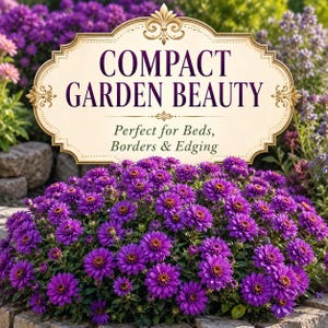 Compact Purple Gem Marigold plants growing as a colorful border in a sunny garden bed.