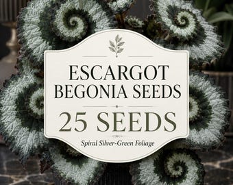 Escargot Begonia Seeds, Spiral Silver-Green Foliage Houseplant, 25 Seeds