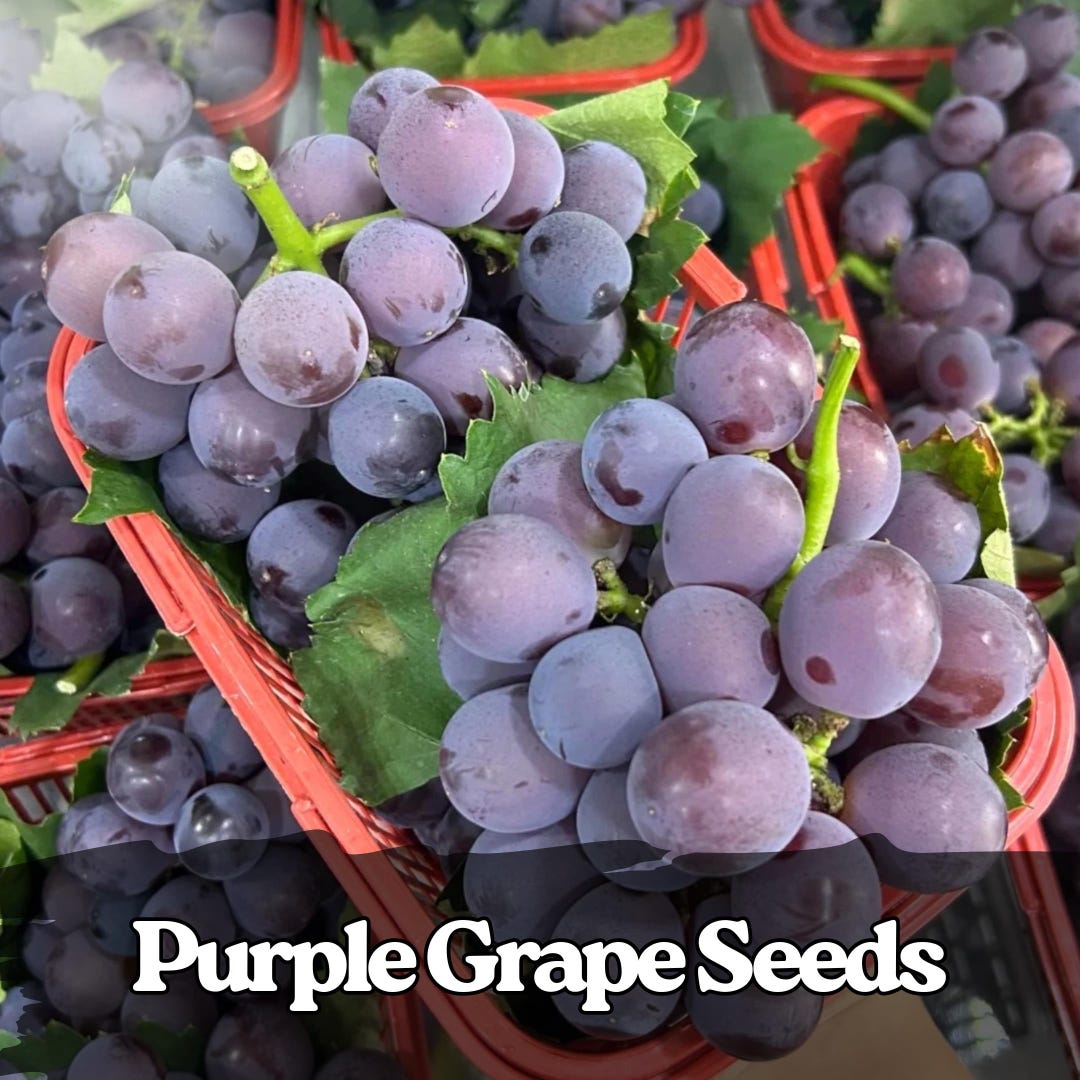 30 Purple Grape Seeds – Heirloom Vine for Garden & Patio – Grow