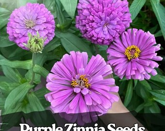 50 Purple Zinnia Seeds – Large Double Blooms – Easy Annual Garden Flowers for Borders & Pots