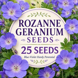 Rozanne Geranium Seeds, Blue Violet Hardy Perennial Cranesbill Groundcover, Seed-Grown Selection, 25 Seeds